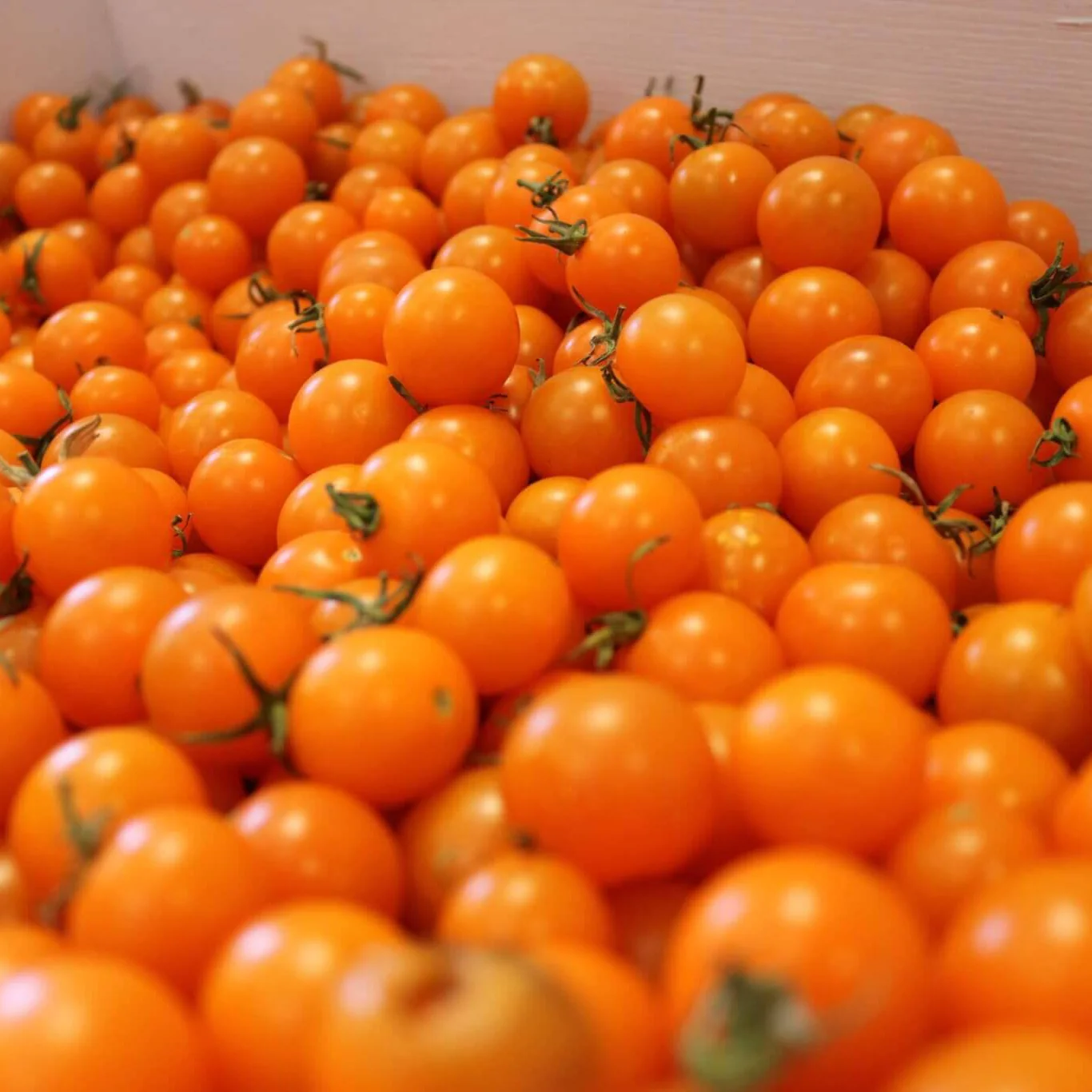 SunSugar Hybrid Tomato F1 - Image 2