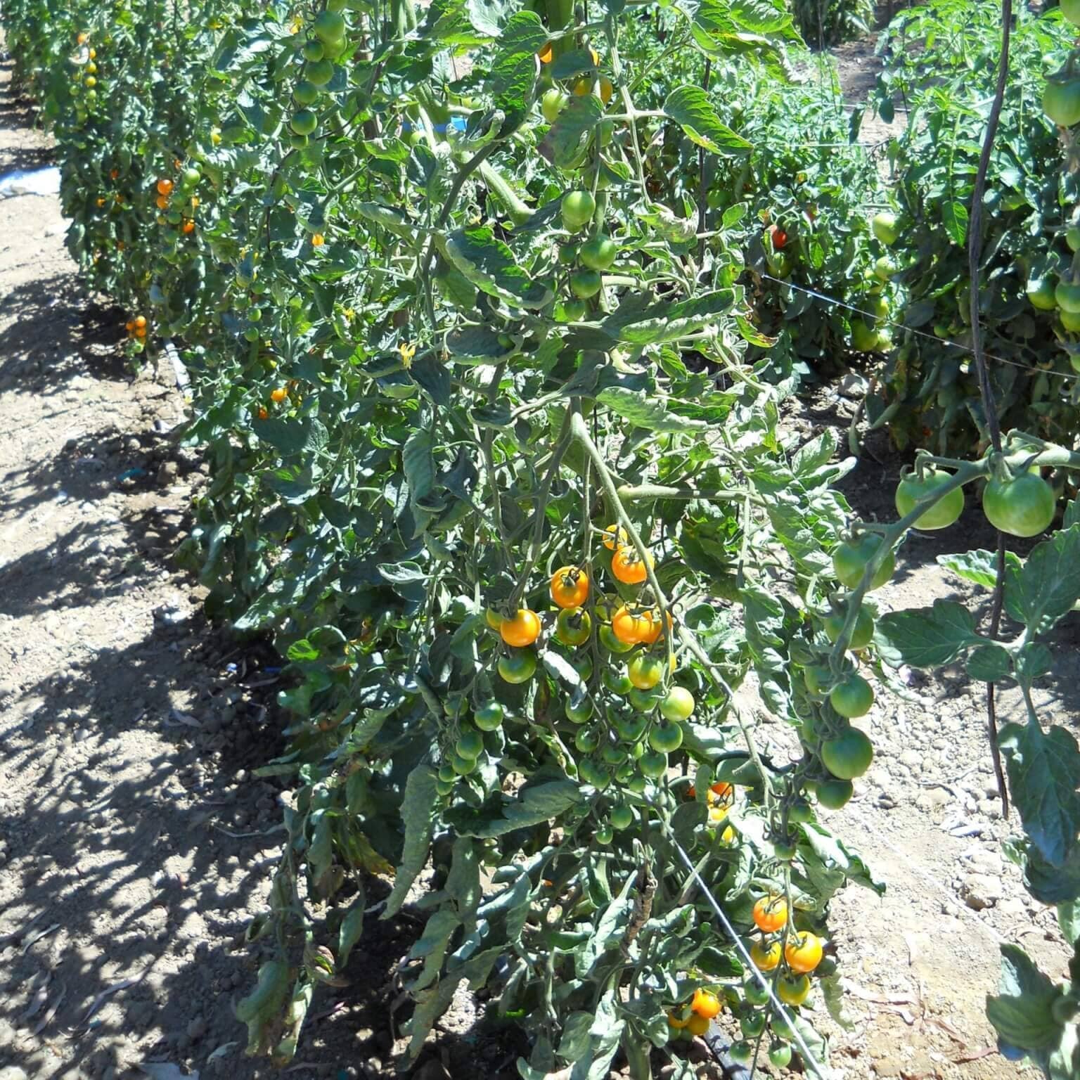 SunSugar Hybrid Tomato F1 - Image 3