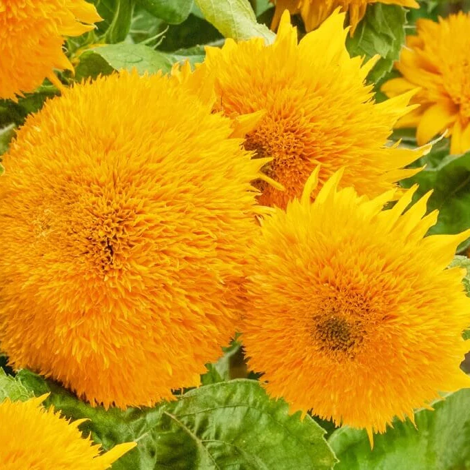 Sungold Dwarf Sunflower