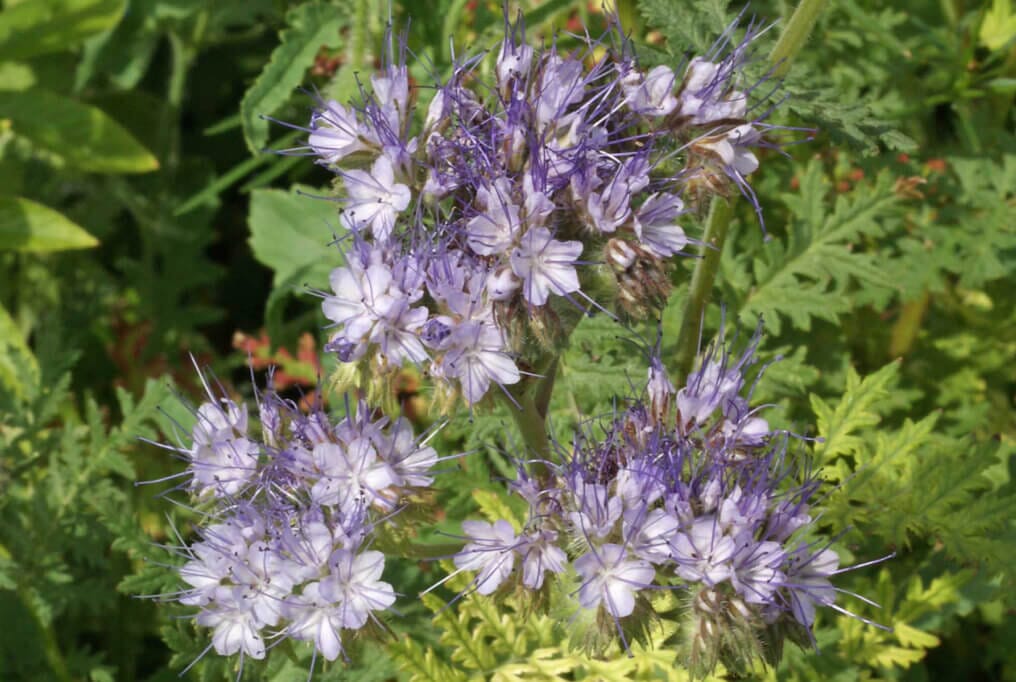 SuperBee Phacelia