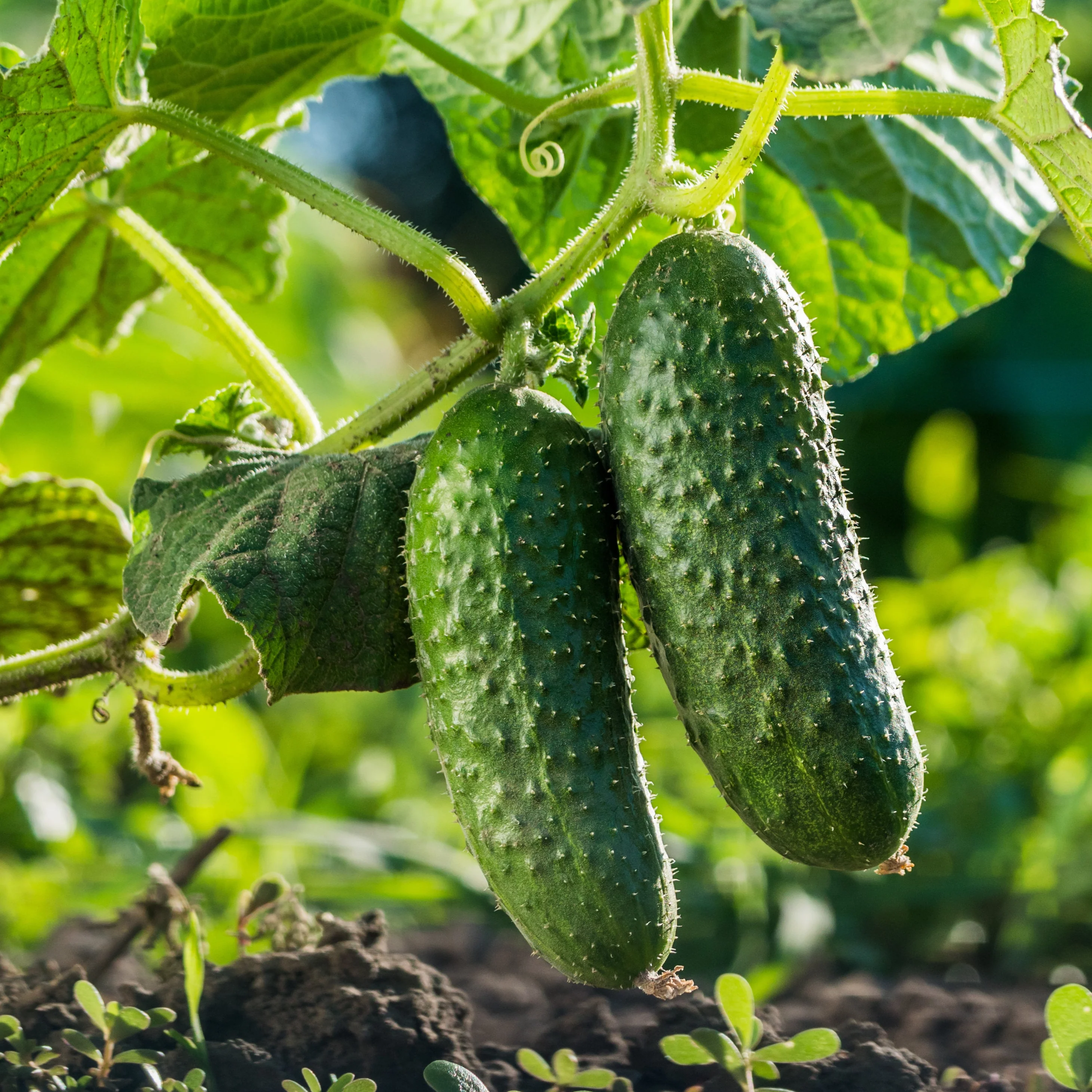 Super Max Hybrid Cucumber F1