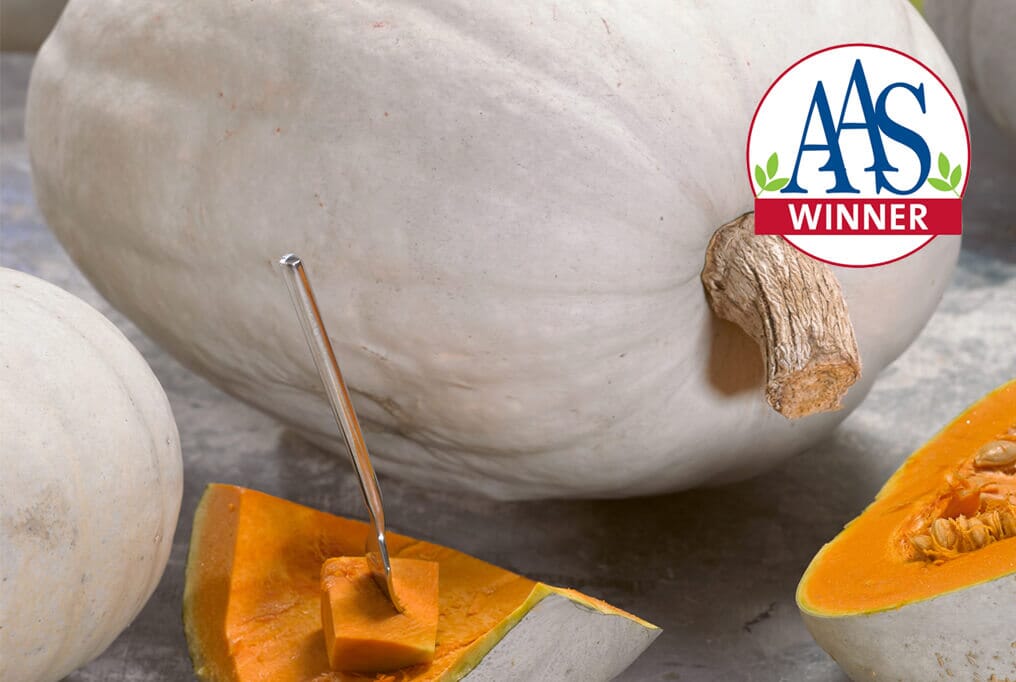 Super Moon Hybrid Pumpkin F1