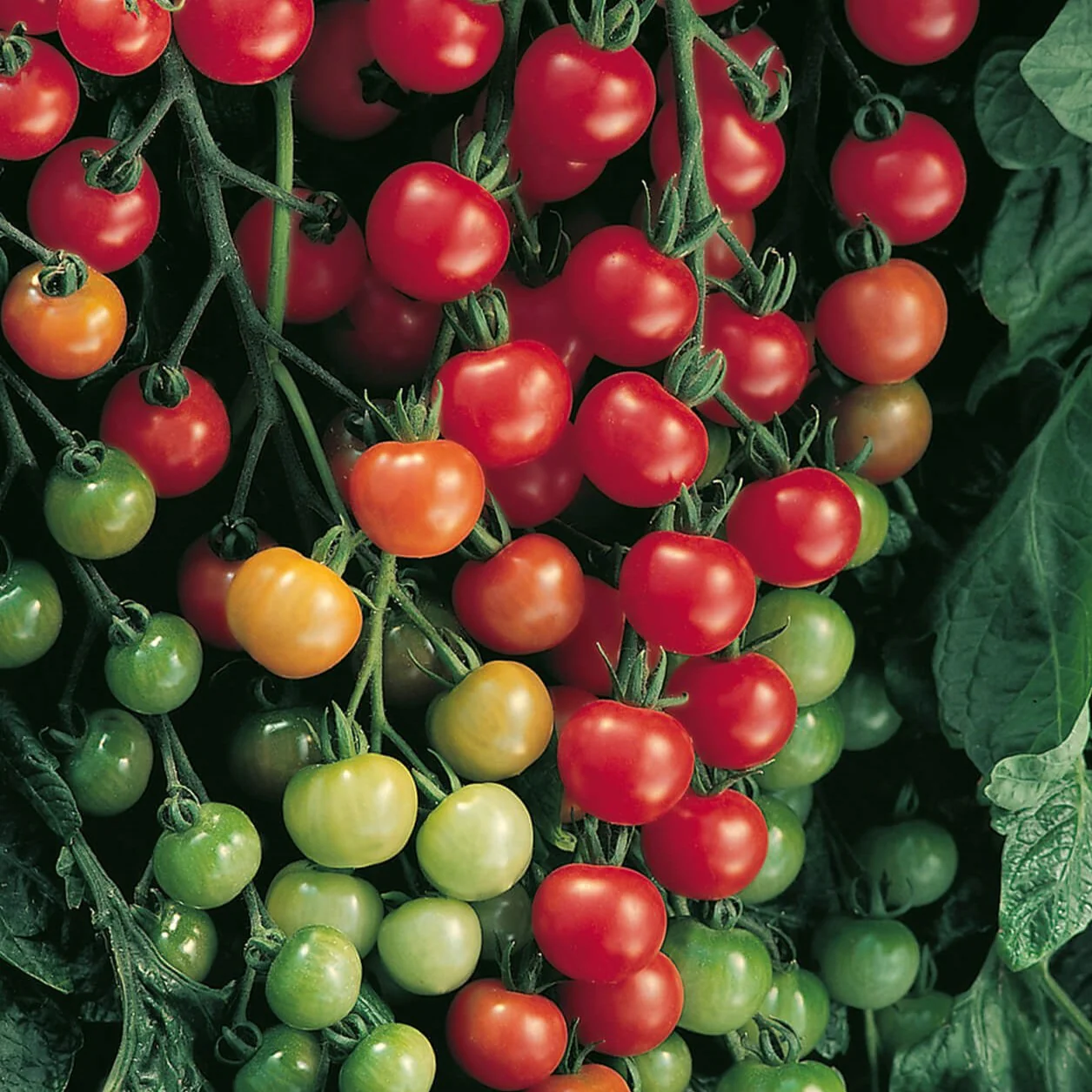 Supersweet 100 Cherry Hybrid Tomato F1