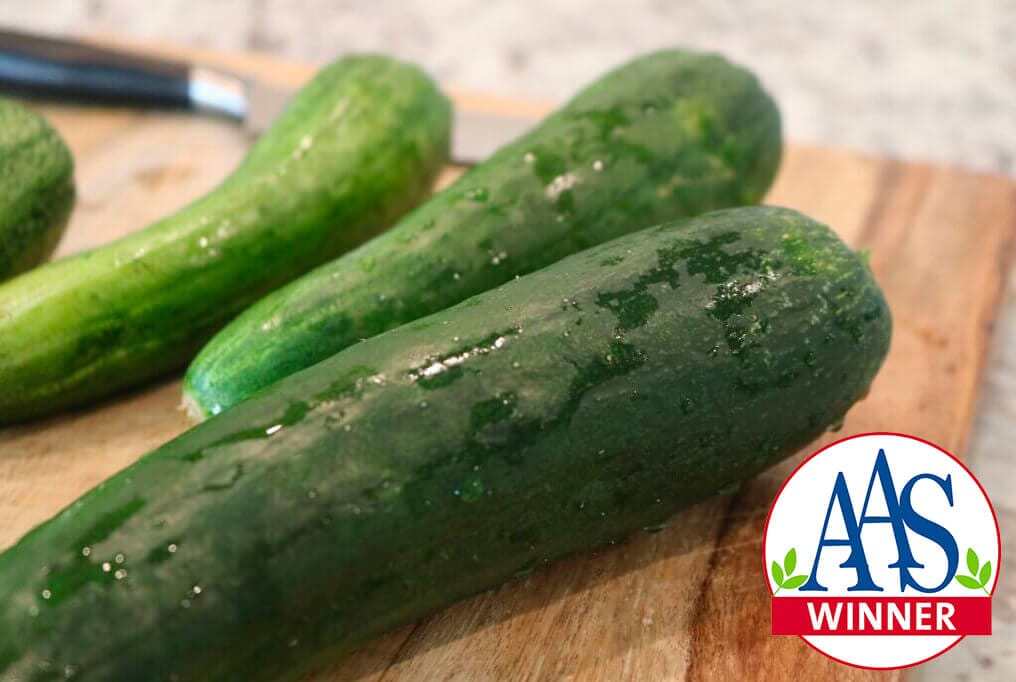 Sweet Success Hybrid Cucumber F1