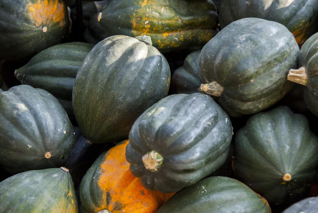 Table Ace Acorn Squash