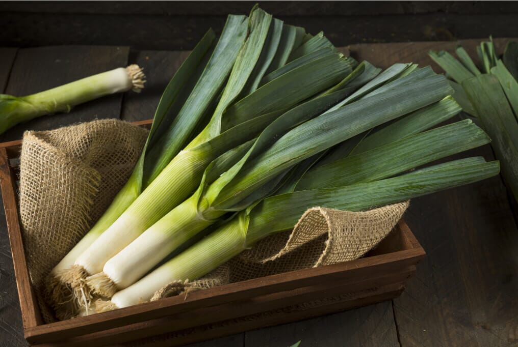 Tadorna Leek