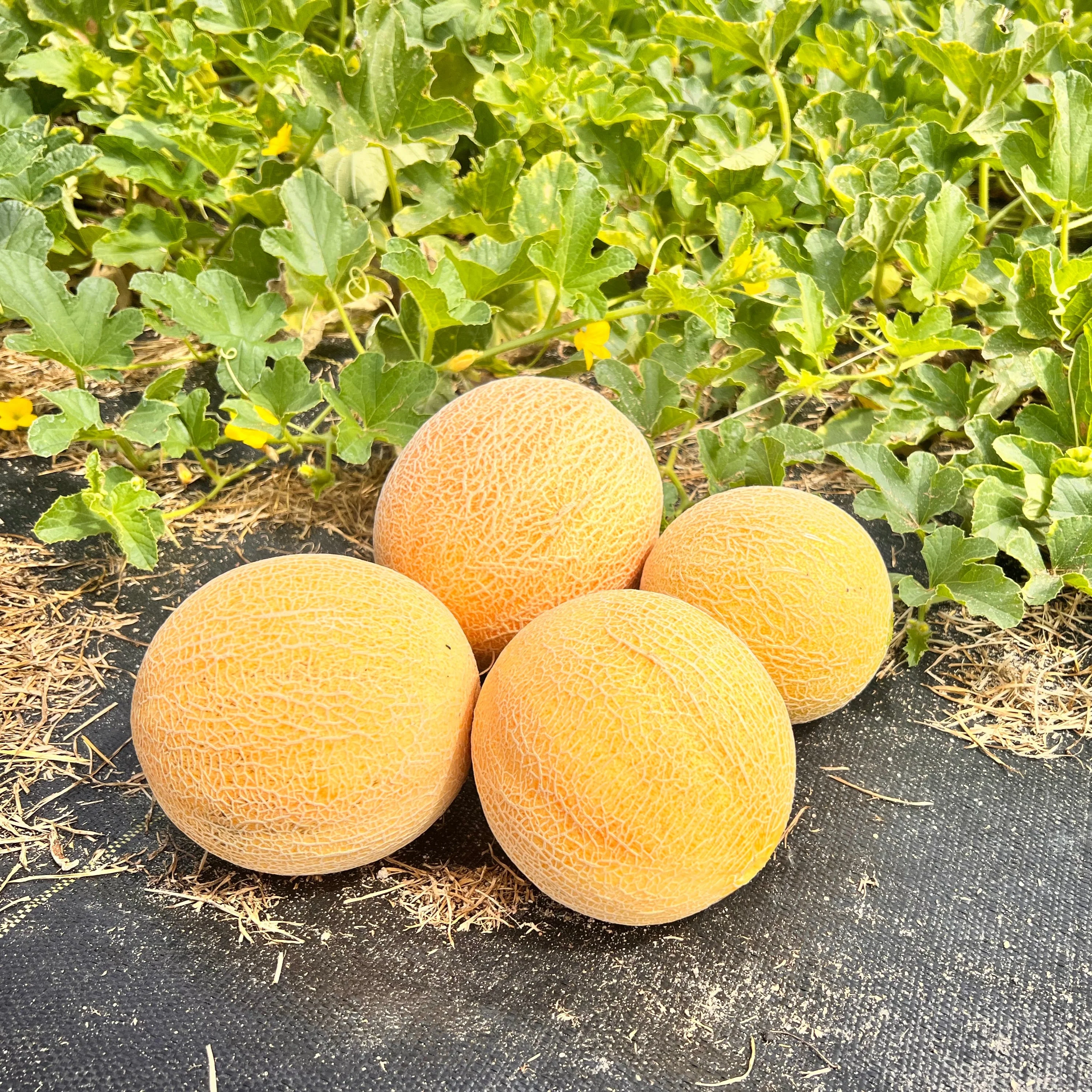 Tasty Bites Hybrid Melon F1 - Image 2