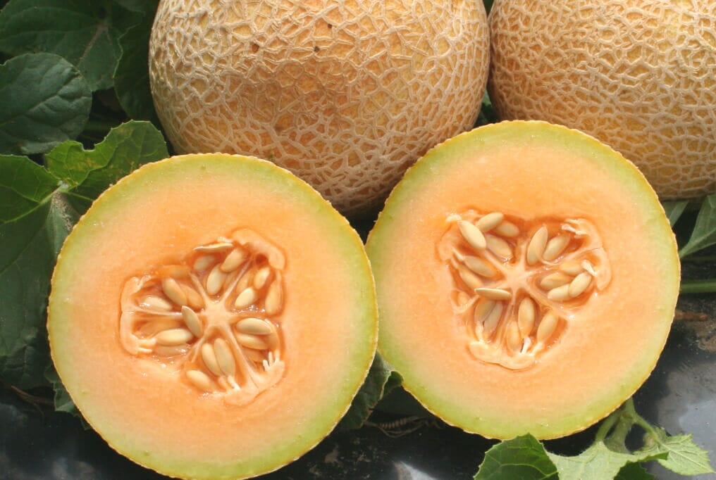 Tasty Bites Hybrid Melon F1 - Image 3