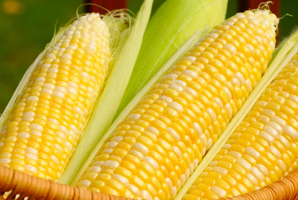 Temptress Hybrid Sweet Corn F1