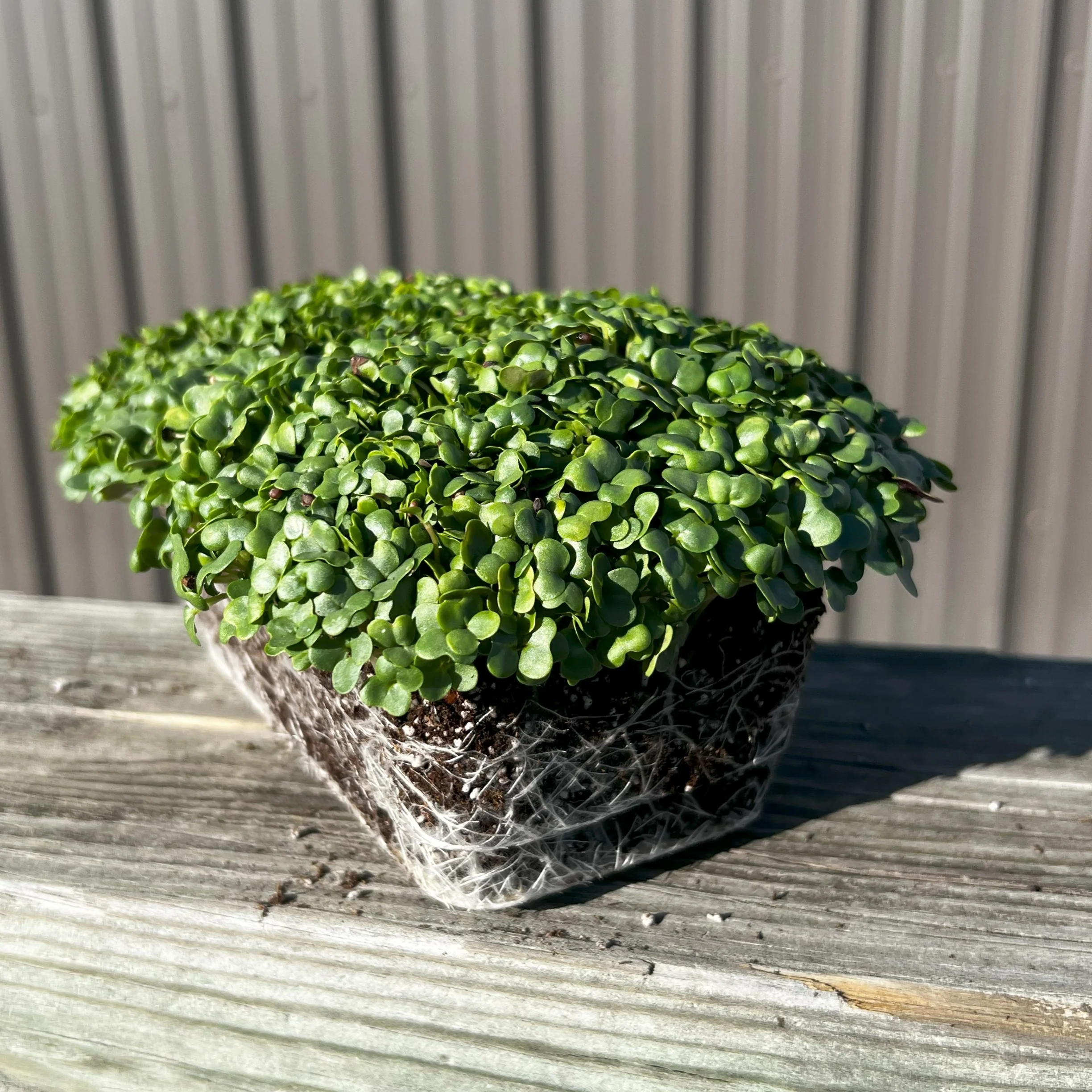 Texsel Greens Microgreens