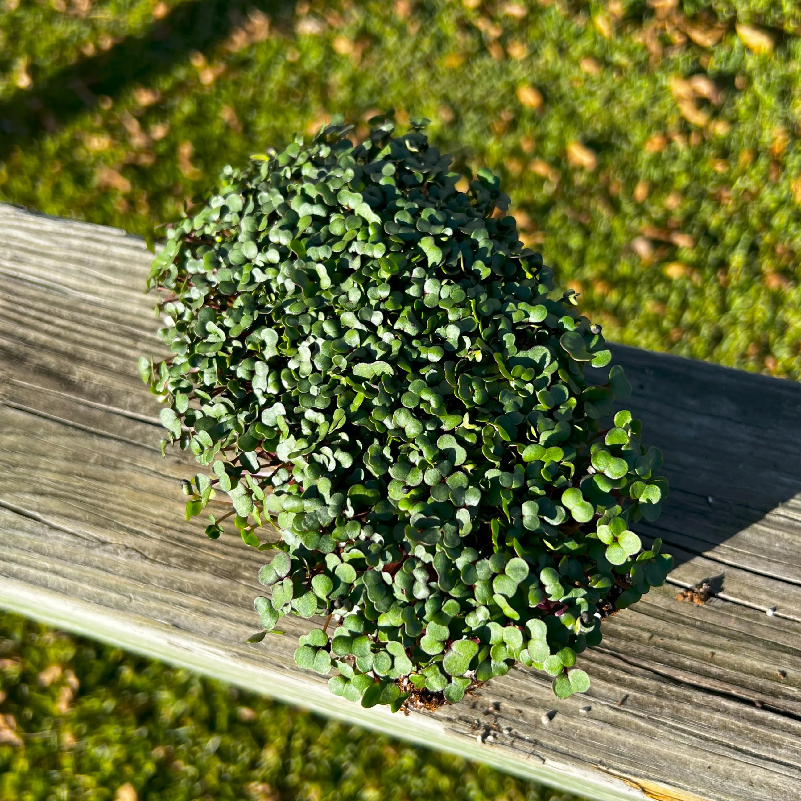 Texsel Greens Microgreens - Image 2