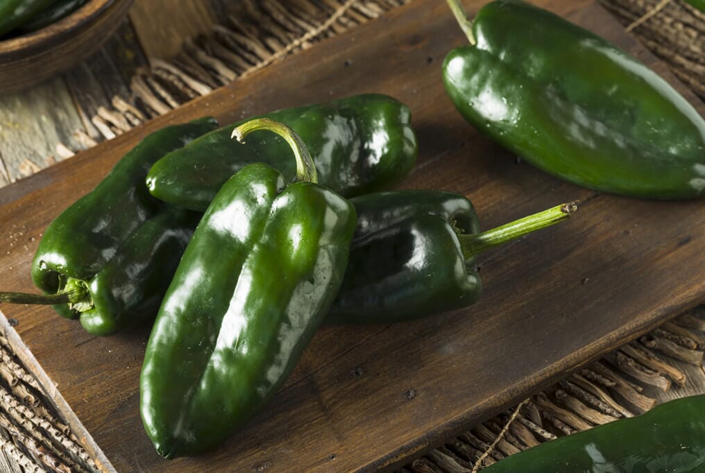Tiburon Poblano Pepper F1