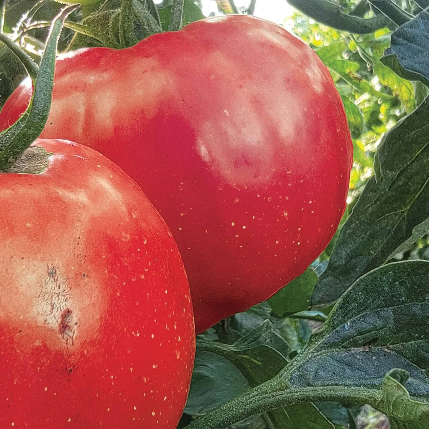 Tomato Plug Bundle - Image 3