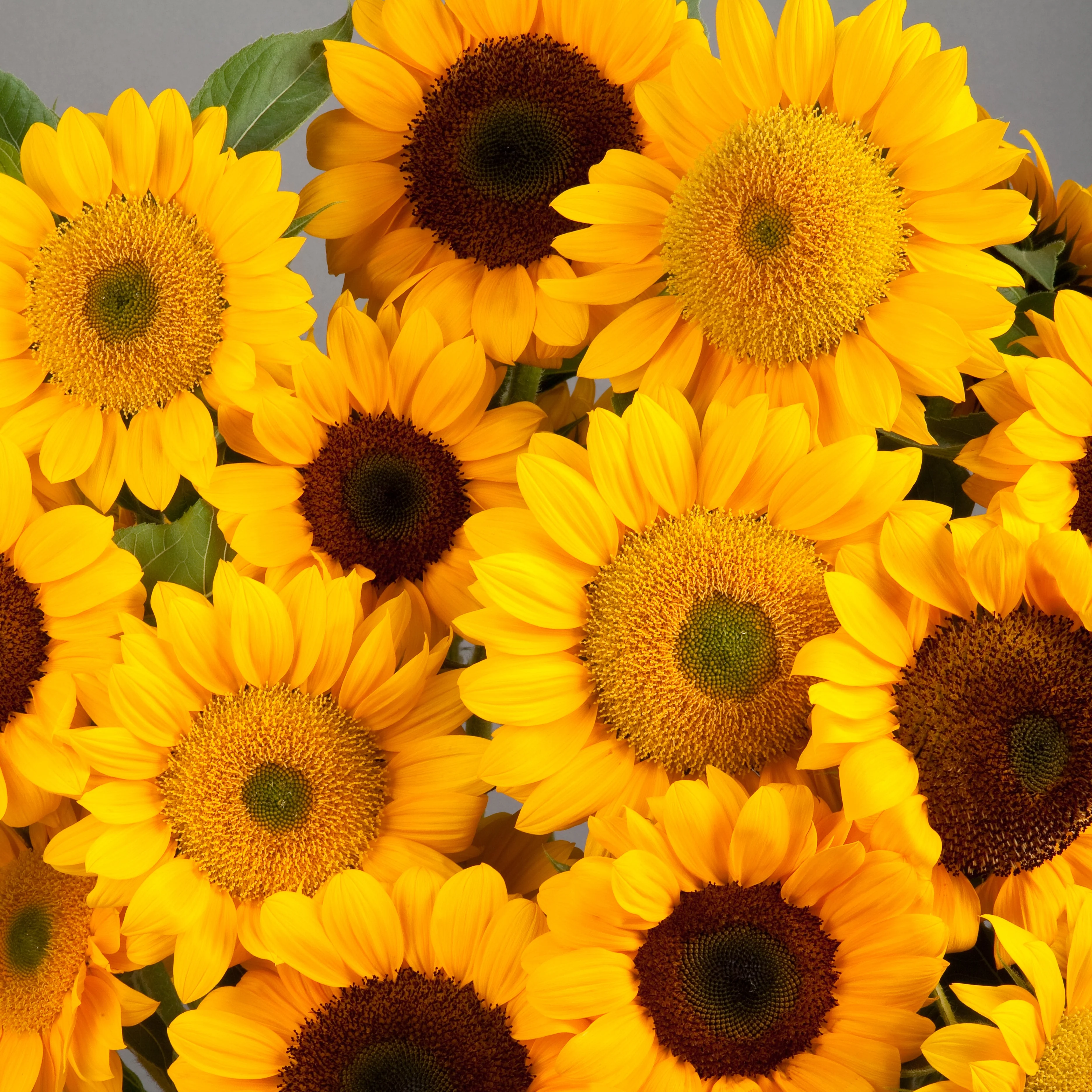 Vincent's Choice DMR Sunflower - Image 3