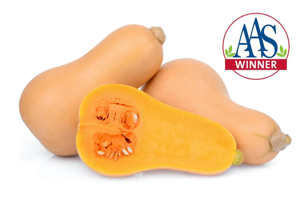Waltham Butternut Squash
