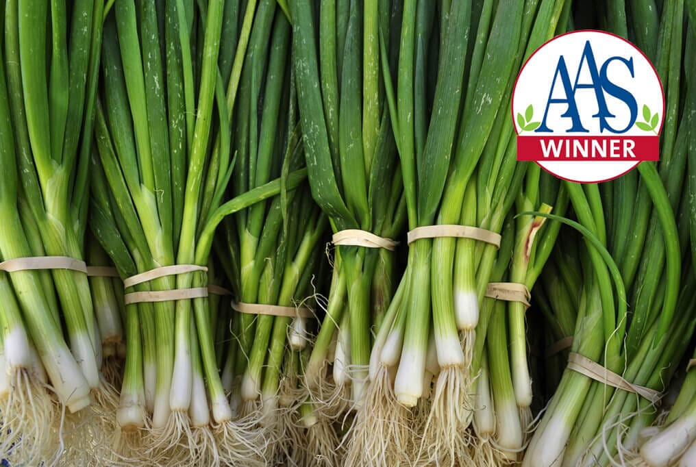 Warrior Bunching Onion