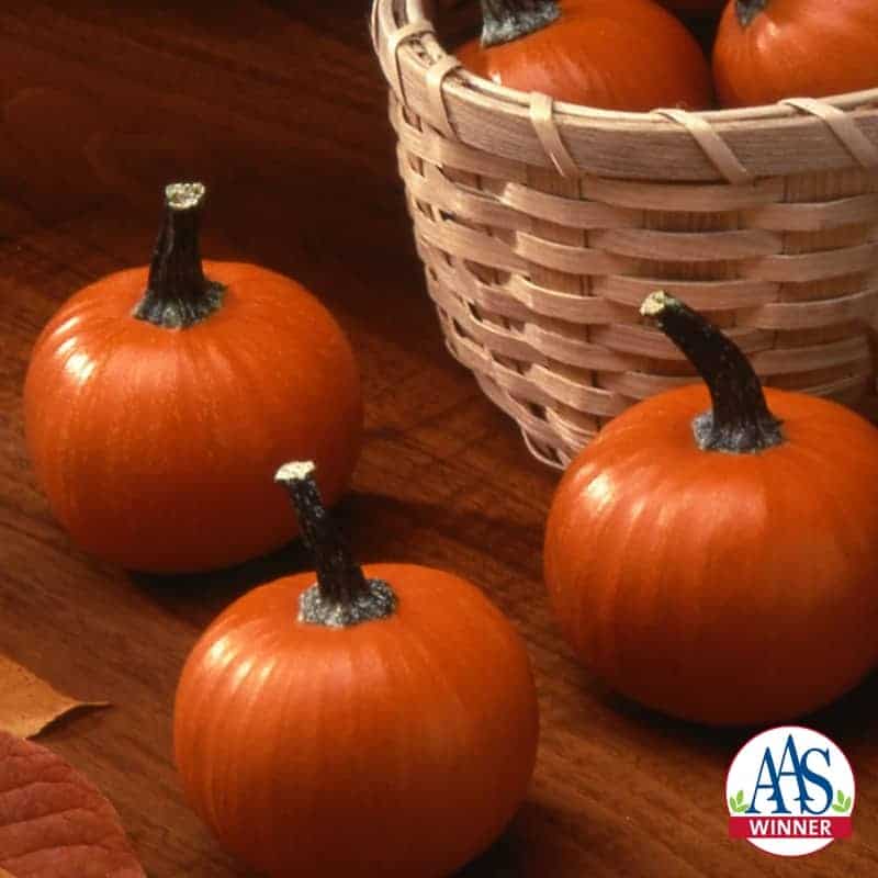 Wee-B-Little Pumpkin
