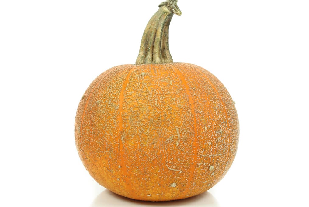Winter Luxury Pumpkin