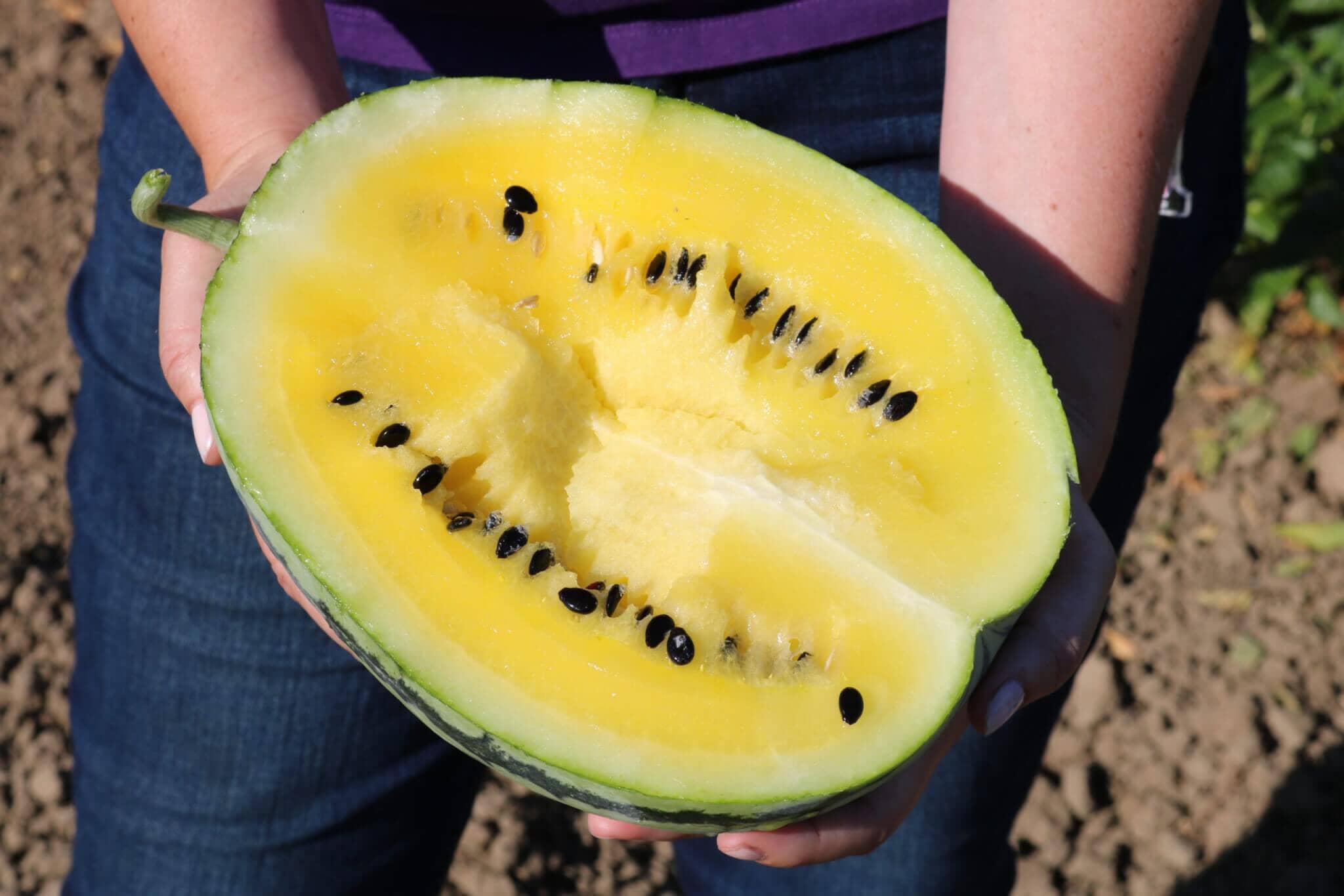 Yellow Doll Hybrid Watermelon F1