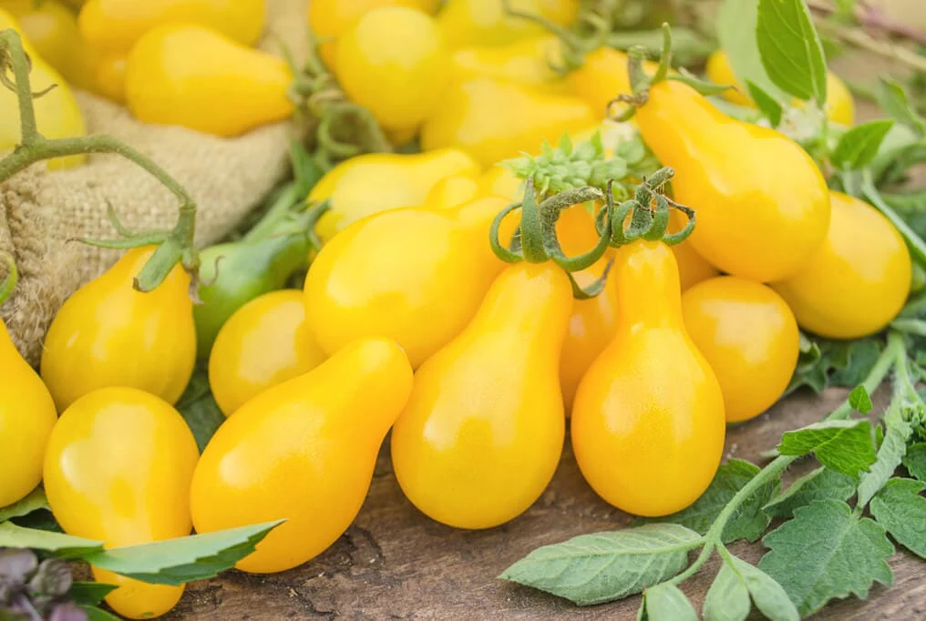Yellow Pear Tomato