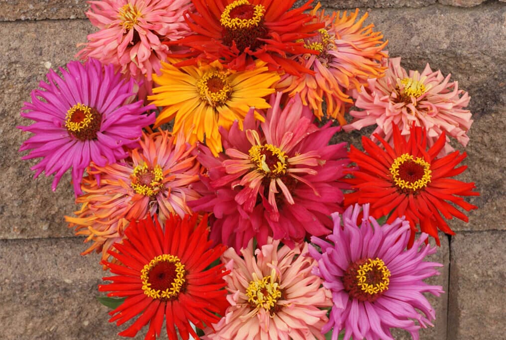 Zinnia Cactus Mix - Image 2